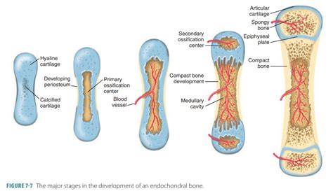 Bones children - The smooth tissue at the ends of bones, which is covered with another type of tissue called cartilage. Cartilage is the specialized, gristly connective tissue that is present in adults. It is also the tissue from which most bones develop in children. The tough, thin outer membrane covering the bones is called the periosteum. 